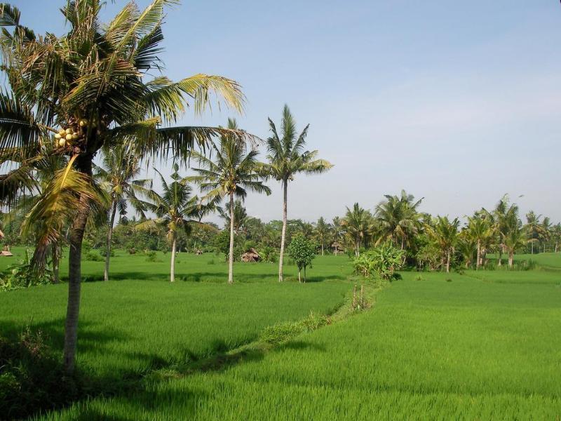 Green Field Hotel And Bungalow Ubud  Bagian luar foto