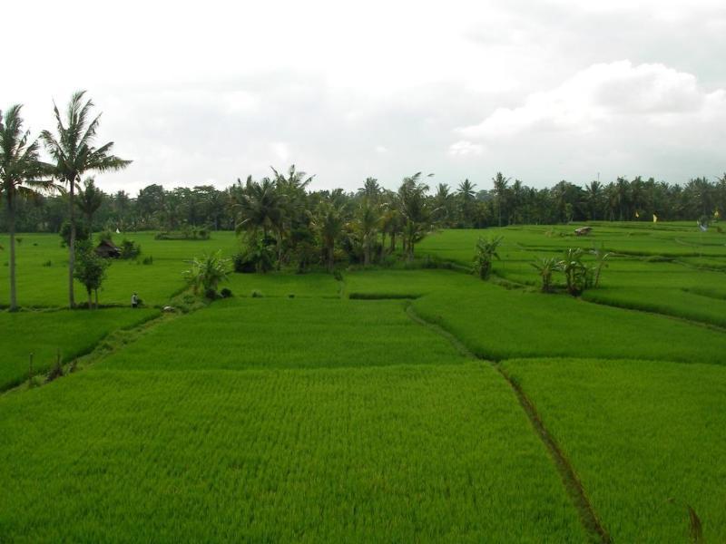 Green Field Hotel And Bungalow Ubud  Bagian luar foto
