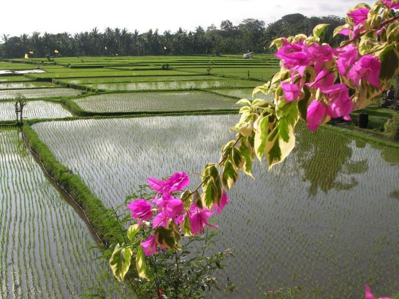 Green Field Hotel And Bungalow Ubud  Bagian luar foto